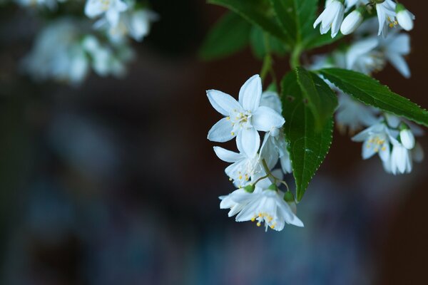Macro shot of a white flower
