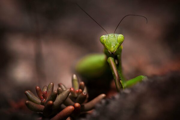 Macro fotografía mantis en el bosque