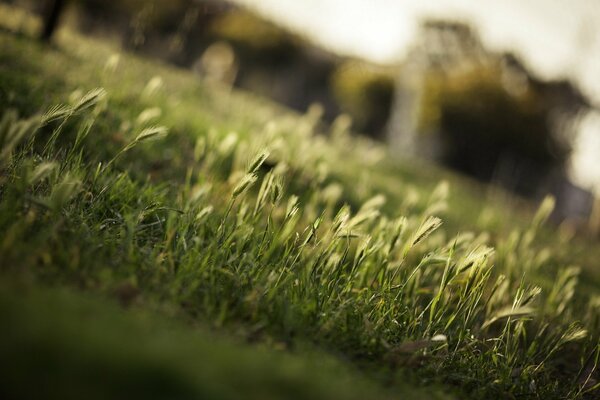 Herbe d été au premier plan