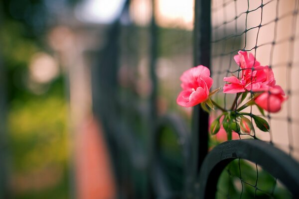Макро съёмка цветочек в заборе