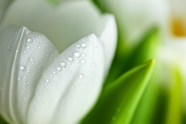 Weiße Tulpe mit Wassertropfen