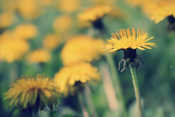 Macro wallpaper sunny dandelion