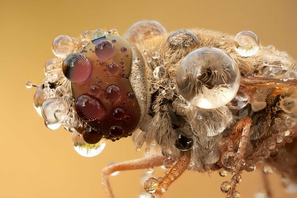 Imagen macro de un insecto y gotas de agua en él