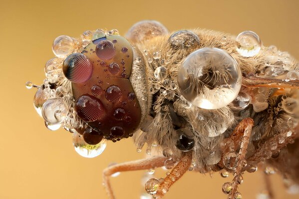 Image de gros plan d un insecte et des gouttes d eau sur elle