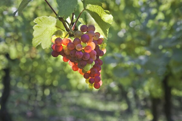 A bunch of grapes on a blurry garden background