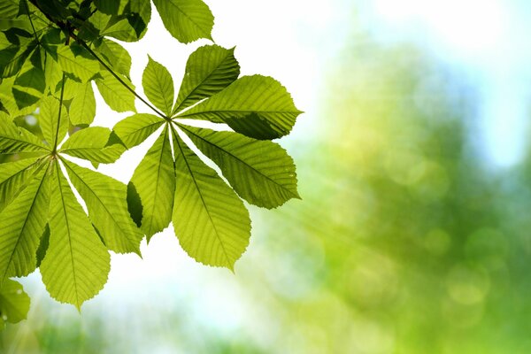 Green chestnut branches in the light