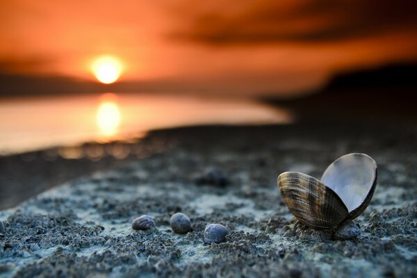 A seashell on the shore against the background of sunset