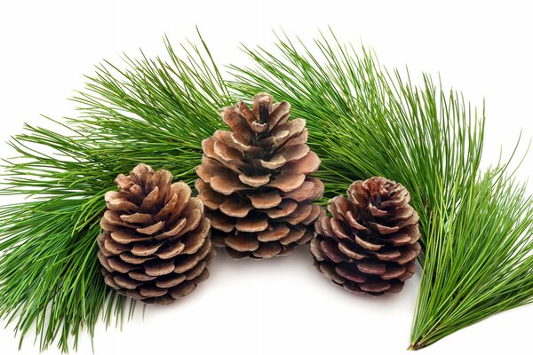 Three cones with a fir branch on a white background