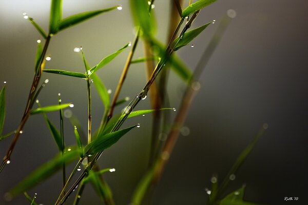 Bamboo branches with water drops