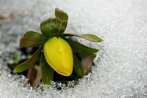 Fiore giallo freddo ghiaccio arriva la primavera