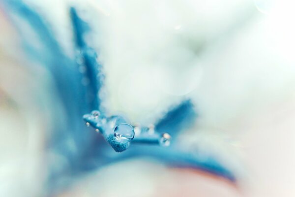 Imagen macro de una gota de agua en un pétalo de una flor azul