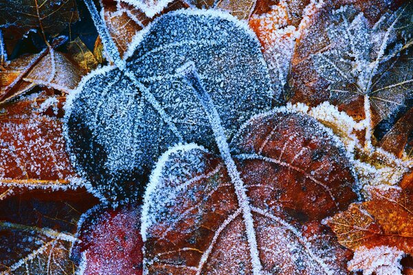 Hintergrund von Herbstlaub bedeckt mit Frost