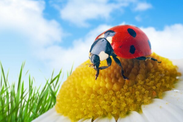 Coccinella seduta su una margherita