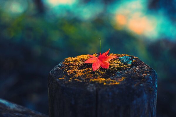 Autumn leaf on macro