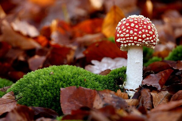 Farben des Waldes: Moos, Laub, Amanita