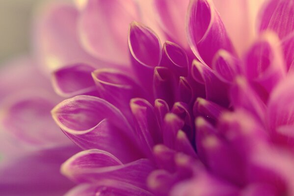 Jorge flores fucsia macro