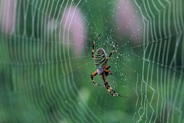 Macro foto araña en la telaraña