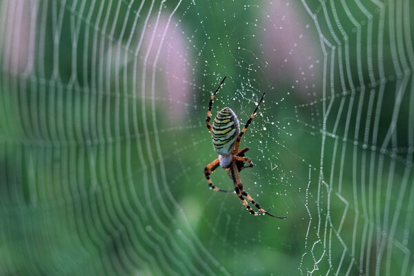 Макро фото паук на паутине