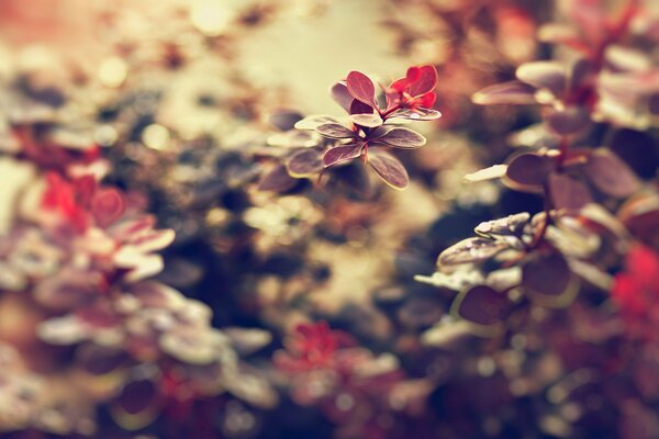 Makro fotografowanie przyrody: kwiaty i liście na pulpit
