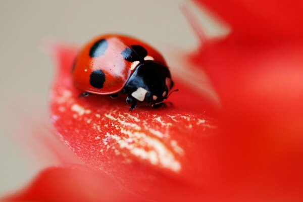 Macro disparo de una mariquita en un pétalo rojo