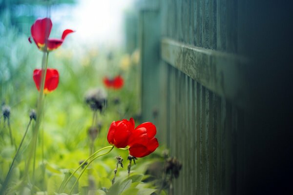 Tulpen, die vom Sonnenlicht am Holzzaun überflutet sind