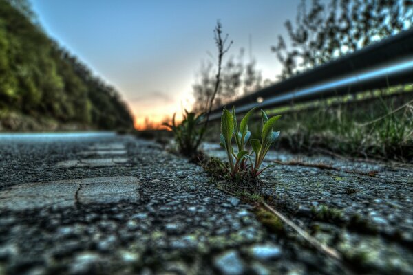 Macro shooting of a road with plants