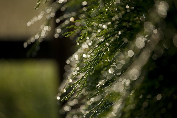 Grüns mit Blendung von Wassertropfen