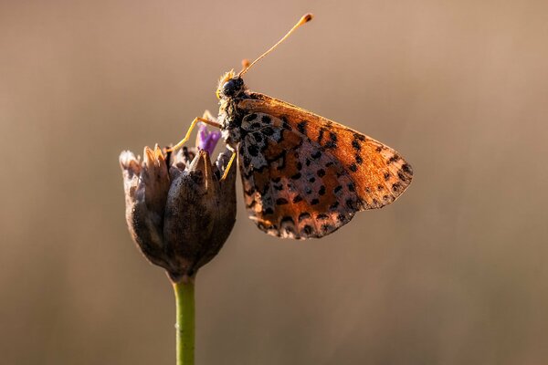 Macro wallpaper butterfly on a flower