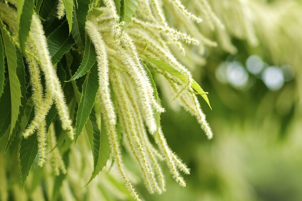 Photo macro de la nature verte