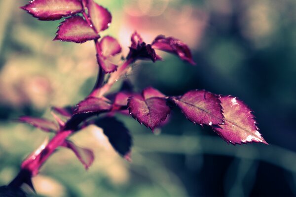 Macro shooting of a rose twig