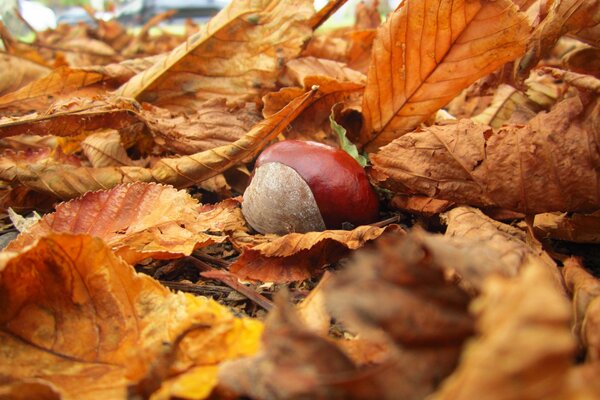 Natura jesień opadają liście żółte