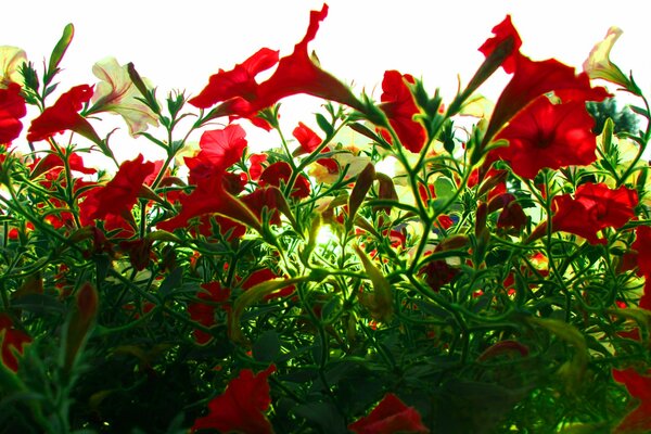 Rote Blumen, Sonnenlicht, grünes Laub im Wald