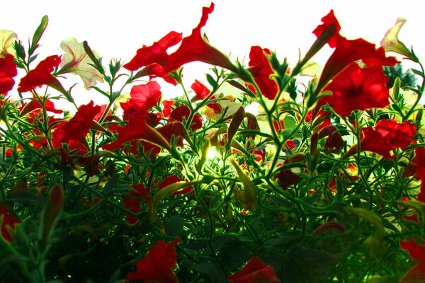 Red flowers, sunlight, green foliage in the forest