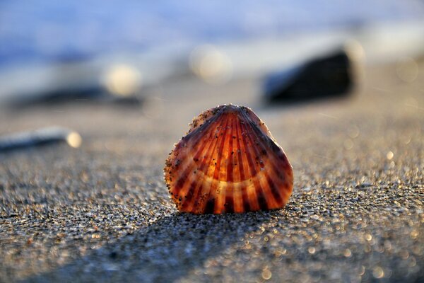 A shell on the sand against the background of the sea and stones