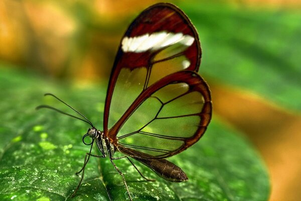 On a green leaf is a butterfly with transparent wings