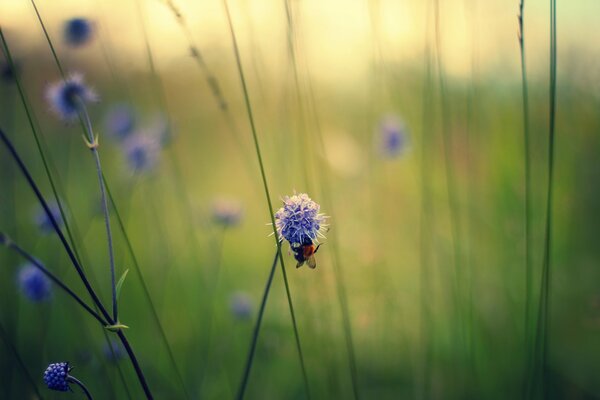 A bee on lilac field flowers