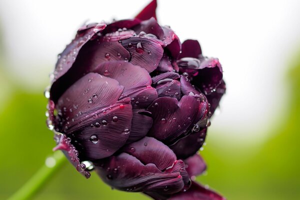 Макро фото темного тюльпана в капельках росы