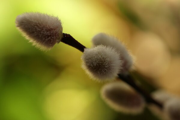 Willow buds on a blurry background