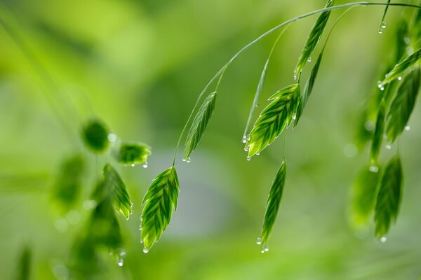 Macro of leaves and dew drop