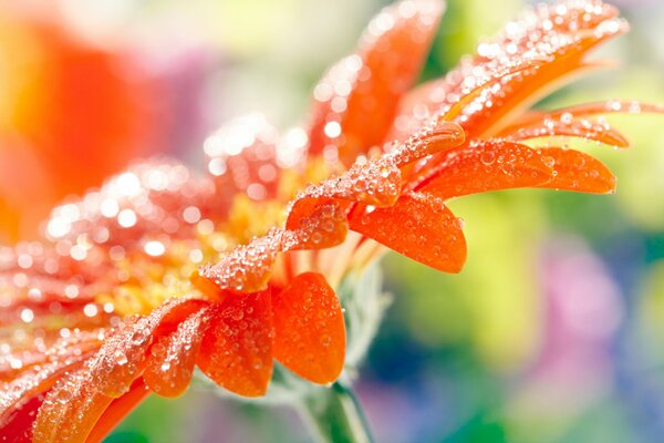 Gerbera Makro mit Tropfen