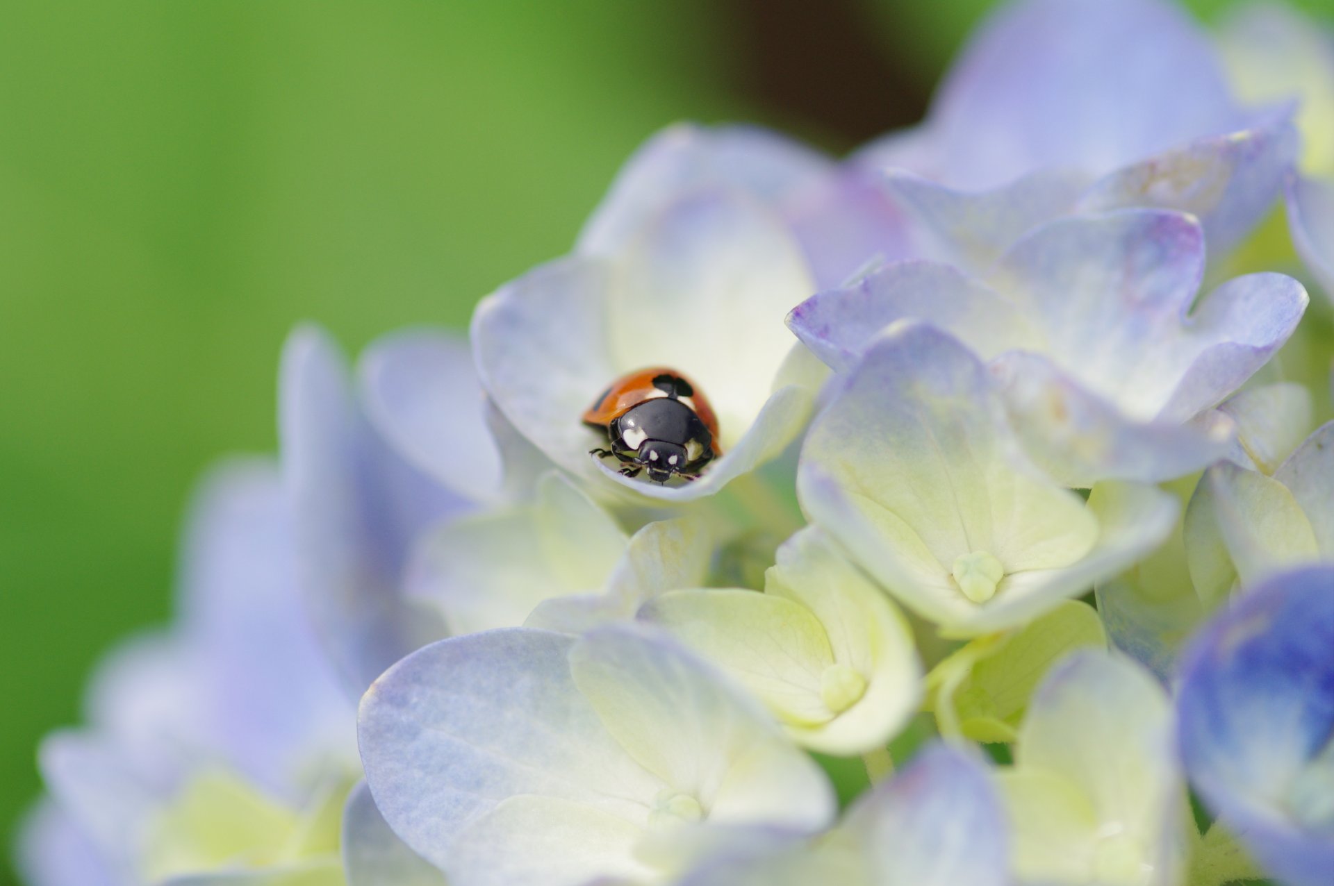 mariquita escarabajo insecto flores hortensia luz pétalos planta macro