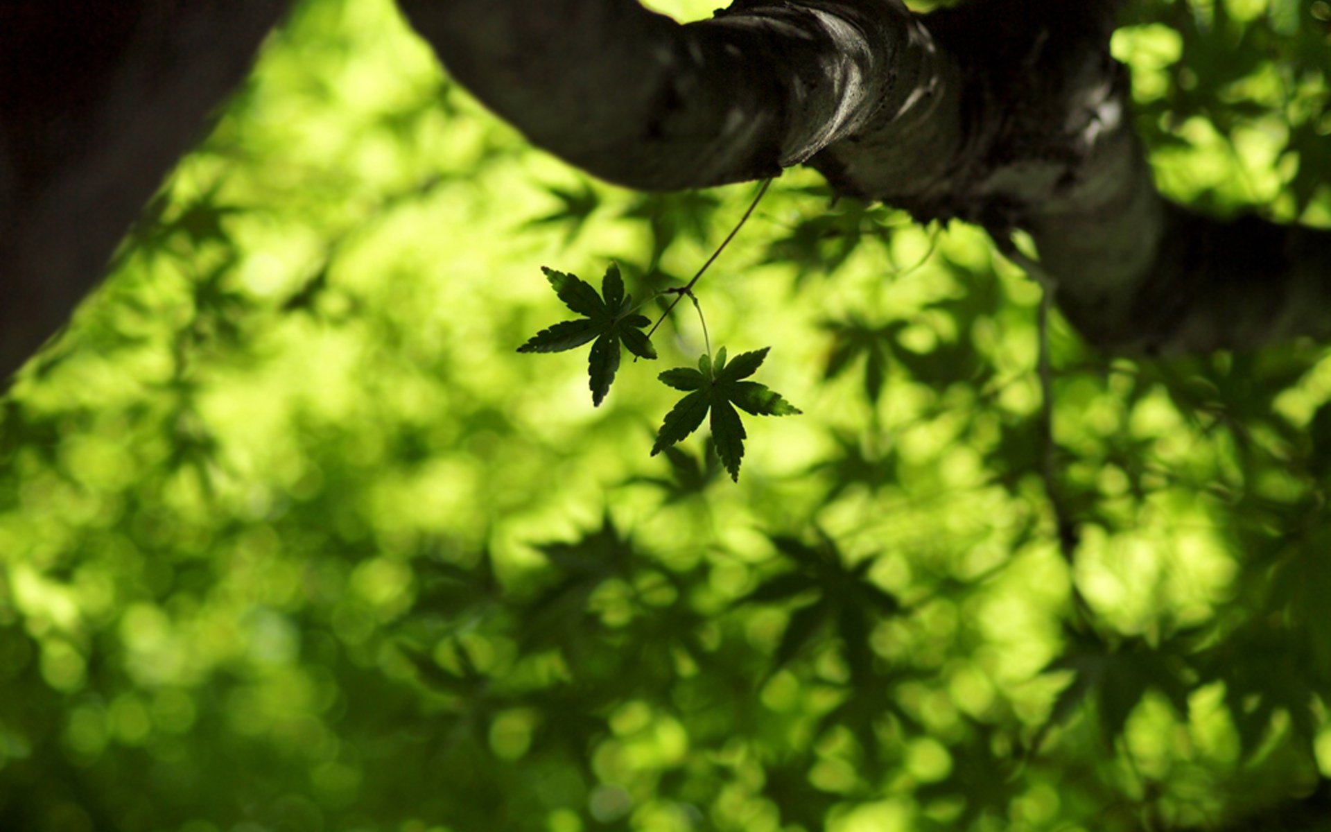 macro maple leaf leaves greenery leaves leaflet freshness summer spring leaves wallpaper leaf wallpaper green macro