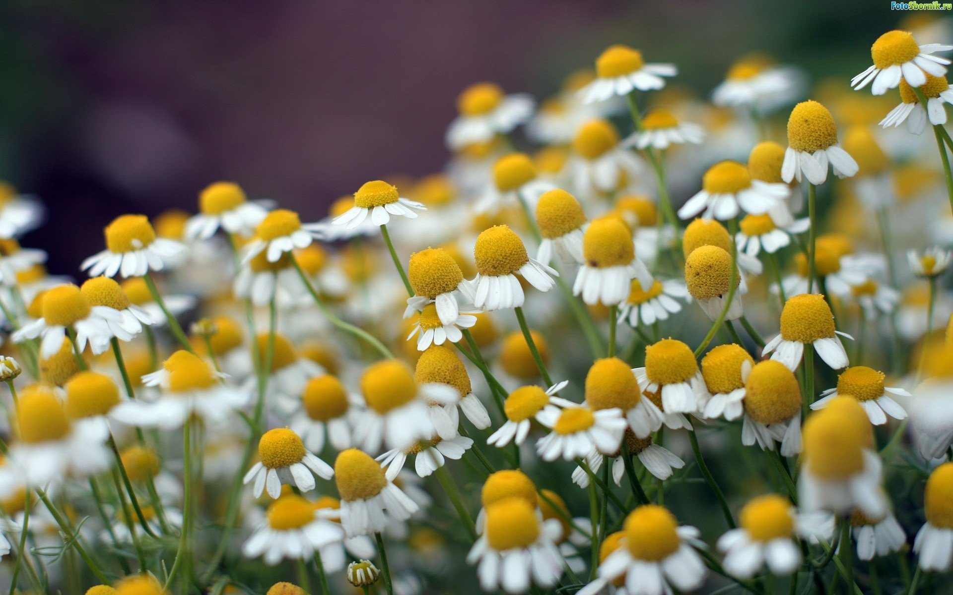 close up nature chamomile