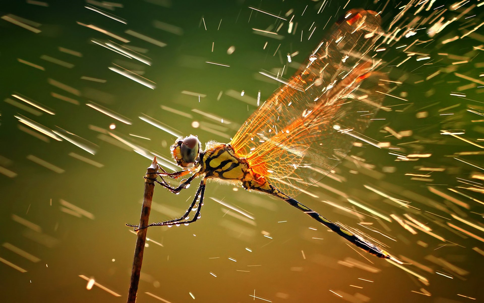 libélula gotas salpicaduras