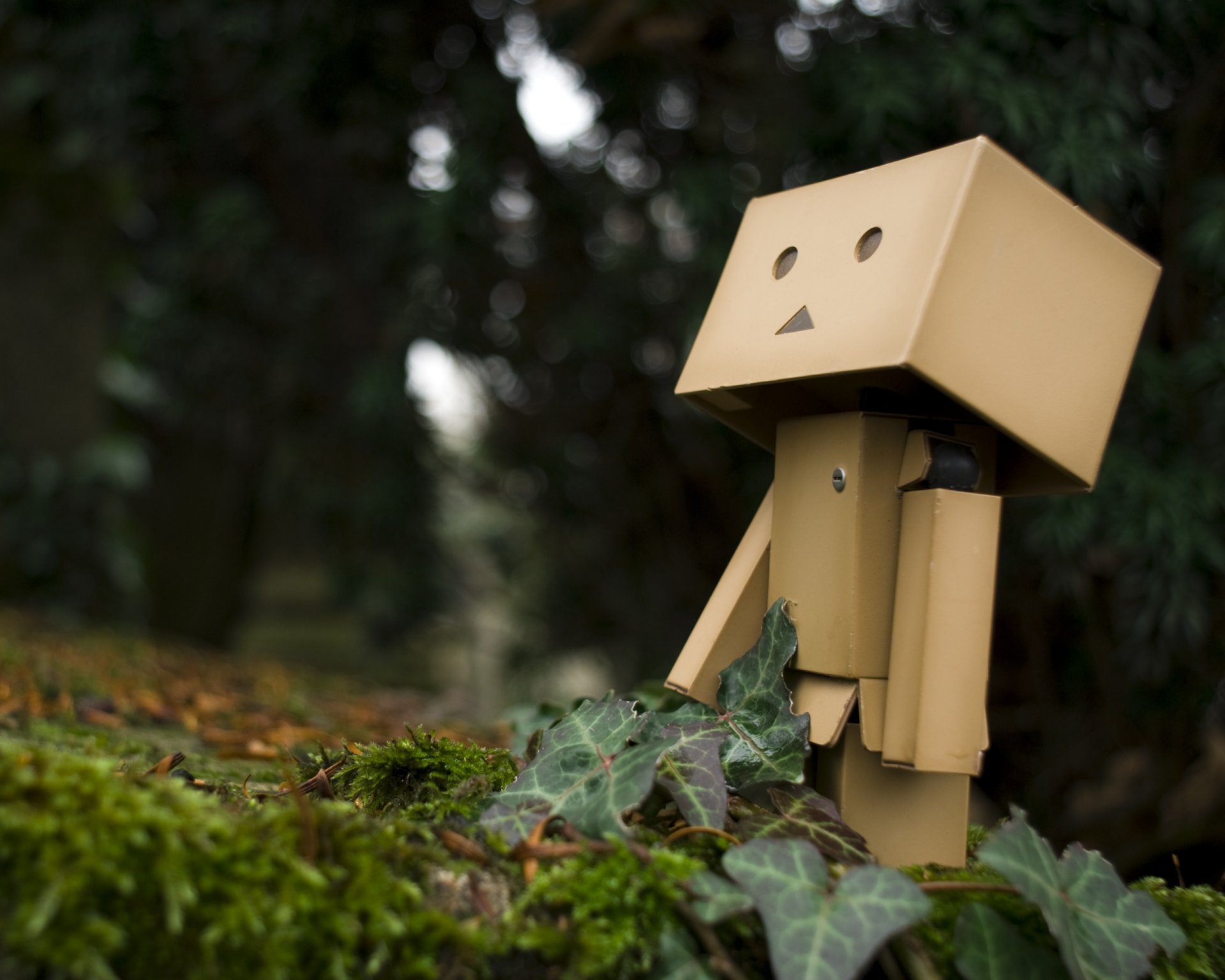 danbo bambola foresta