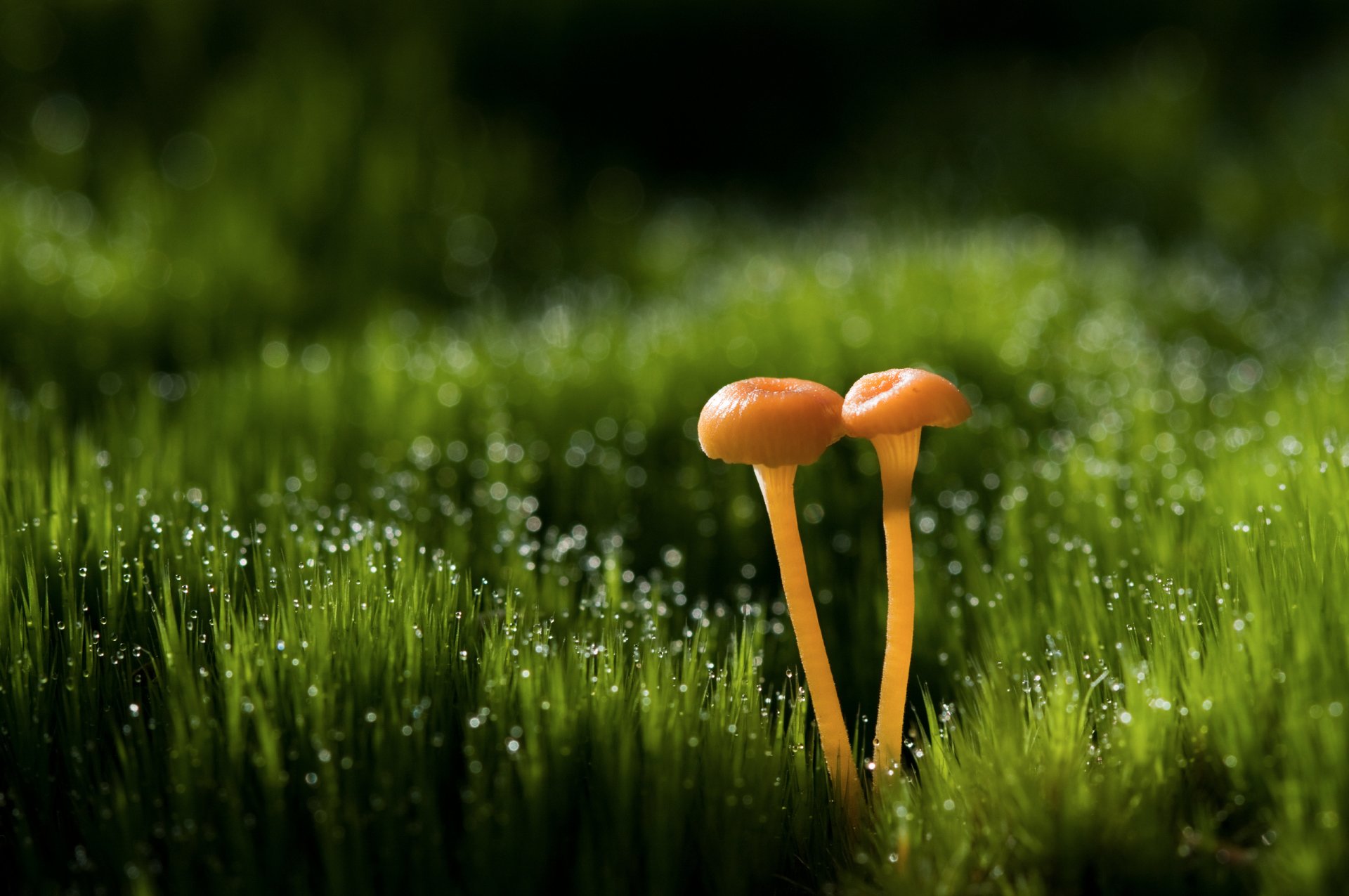 macro funghi erba gocce rugiada luci bokeh