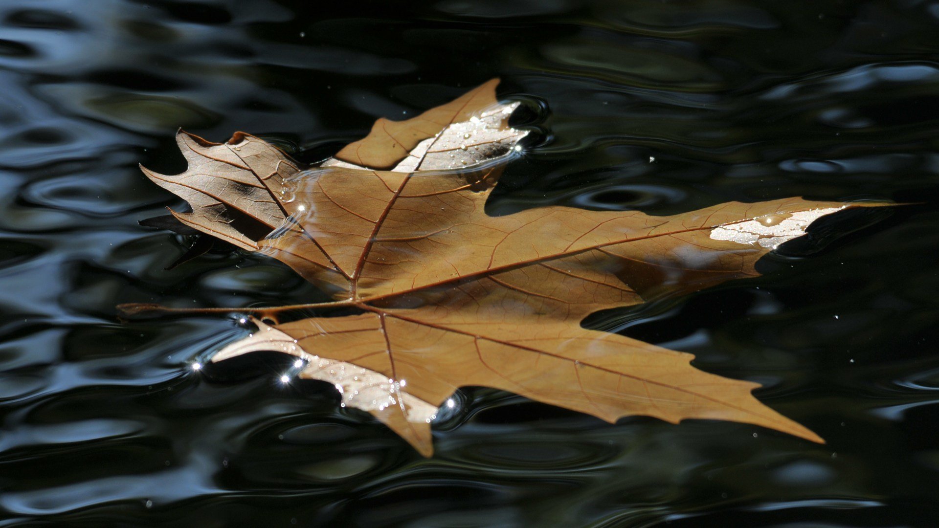 feuille eau beauté éclat