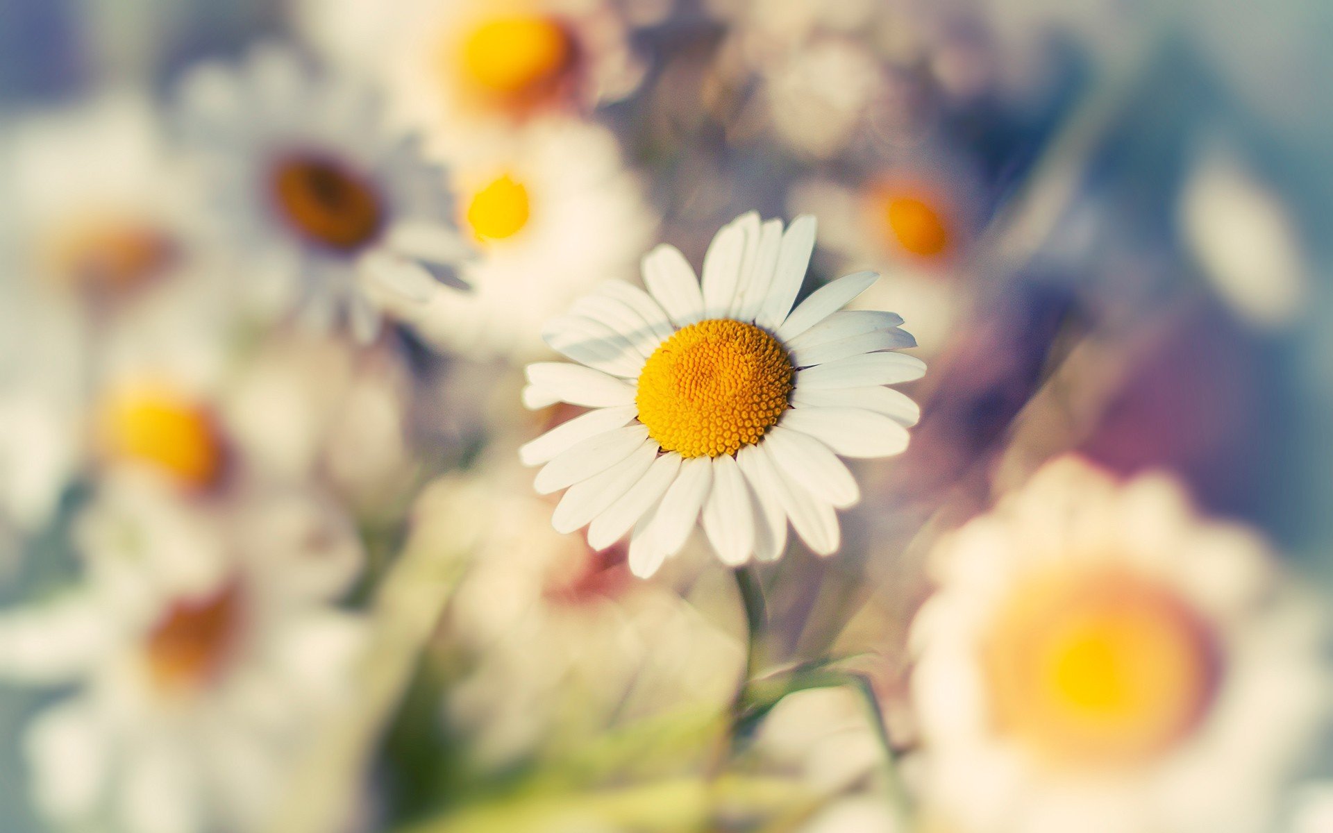 macro marguerite fleur gros plan