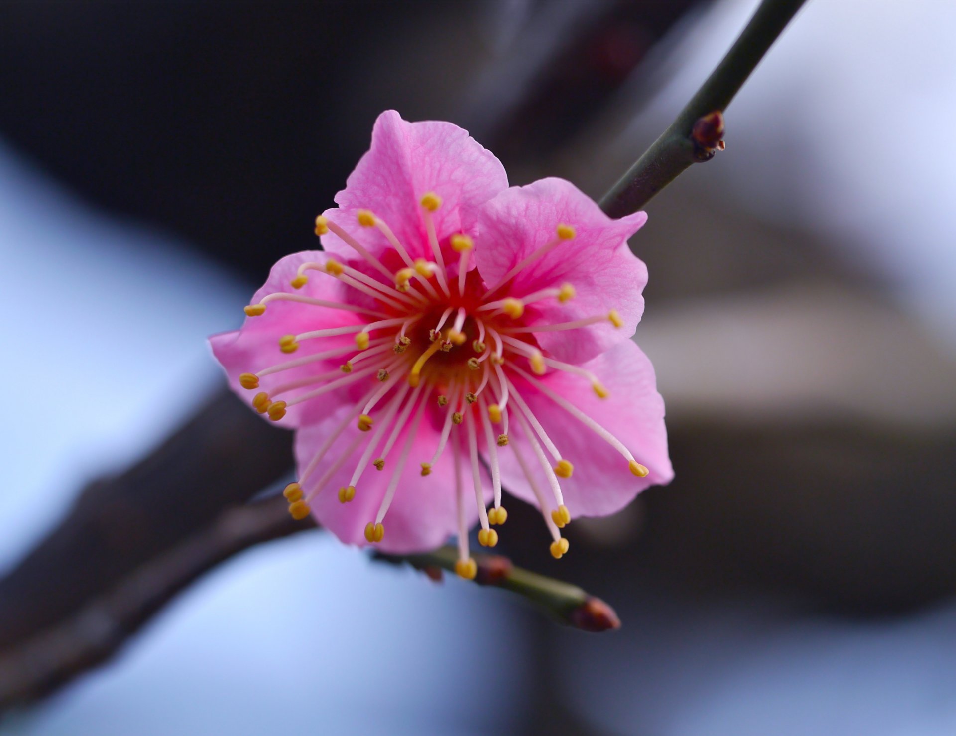 pink flower branch close up