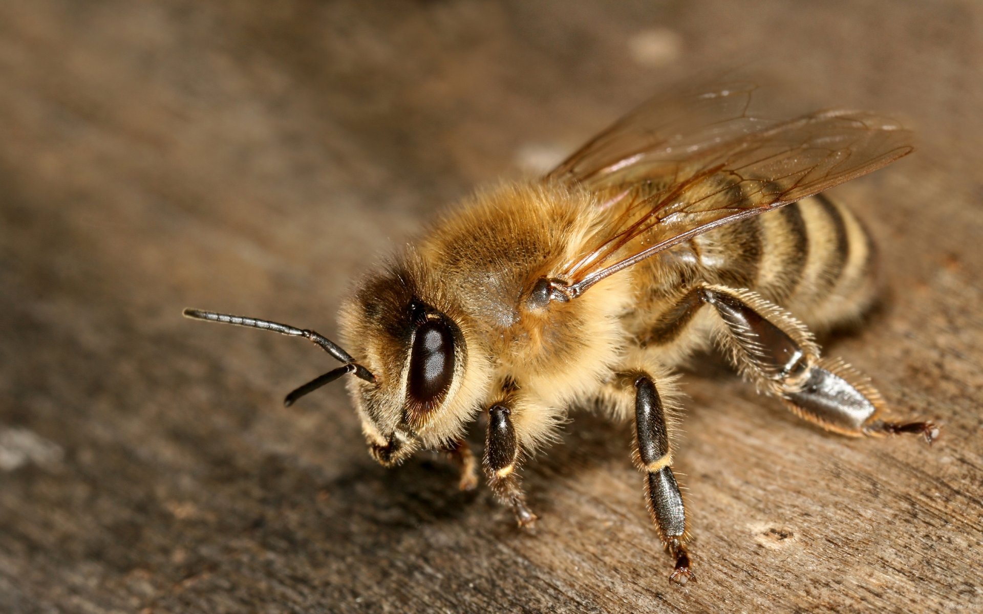 bee close up insect eyes foot antennae wing